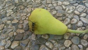 IMG_20150804_100030 PL